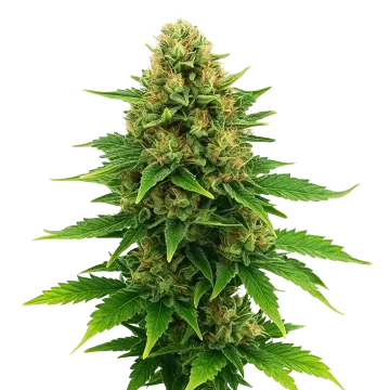 Amnesia Haze x Blueberry Auto