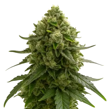 Amnesia Kush Auto cannabis plant