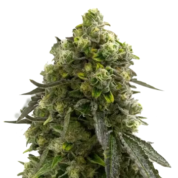Amnesia Kush cannabis plant