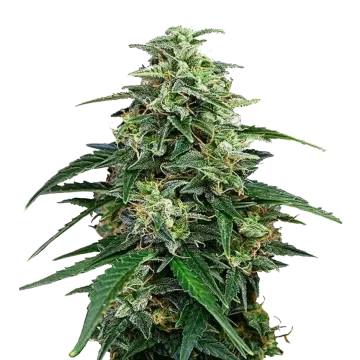 Amnesia Lemon Kush cannabis plant