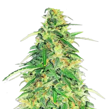 Apple Betty cannabis plant