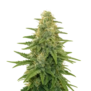 Apple Fritter Auto