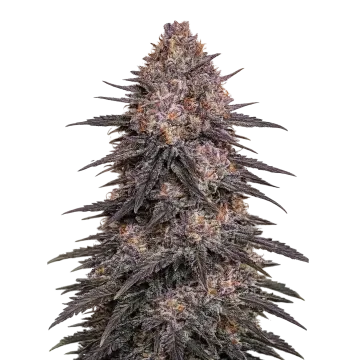 Archive Runtz cannabis plant