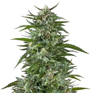 Aspirin OG cannabis plant