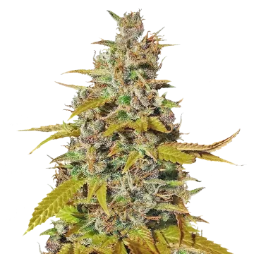Australian Gold cannabis plant
