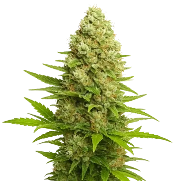 Banana Kush Auto cannabis plant