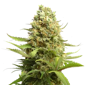 Banana Kush cannabis plant