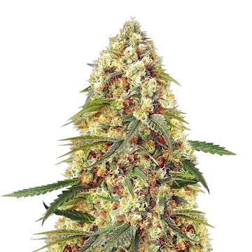 Banana Zkittlez cannabis plant