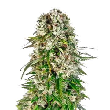 Big Bud Cannabispflanze