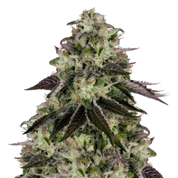 Biscotti cannabis plant