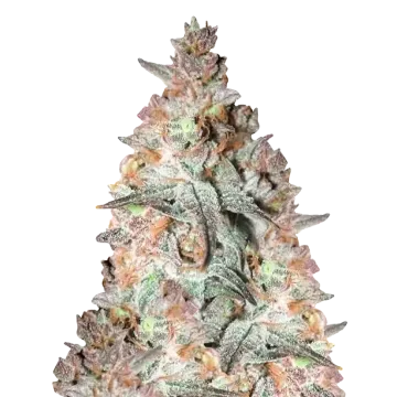 Black Cherry Soda cannabis plant