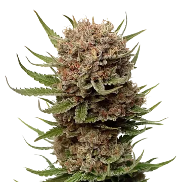 Black Domina cannabis plant