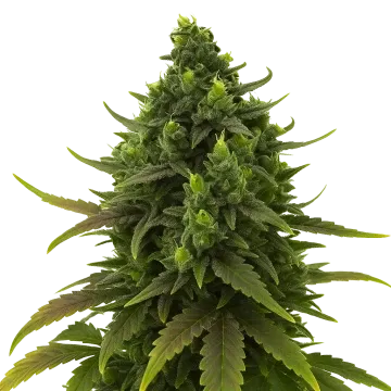 Black Jack Auto