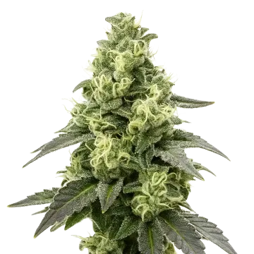 Black Widow Auto cannabis plant