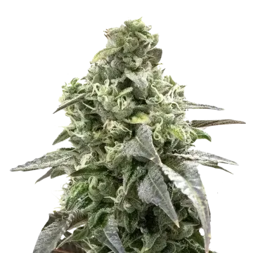 Black Widow cannabis plant