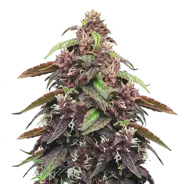 Blackberry Kush cannabis plant