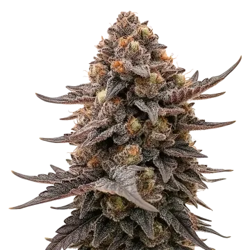 Blackberry Moonrocks Auto