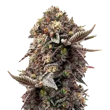 Blackberry Moonrocks