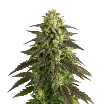 Blue Cheese Auto