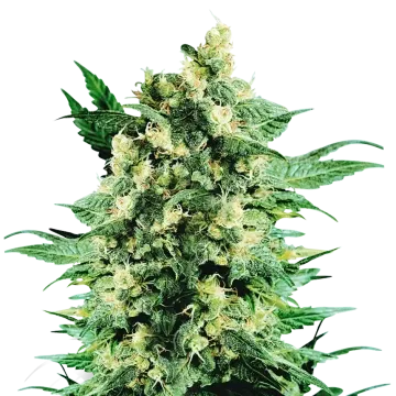 Blue Cookies cannabis plant