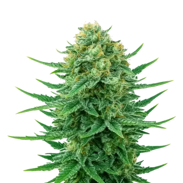 Blue Dream Auto