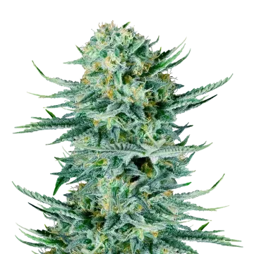 Blue Dream