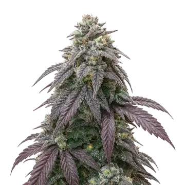 Blue Zushi cannabis plant