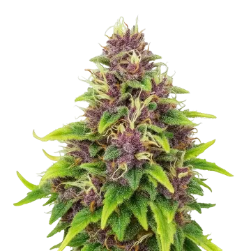 Blueberry Auto