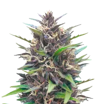 Blueberry CBD