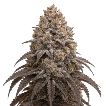 Blueberry Kush cannabis plant