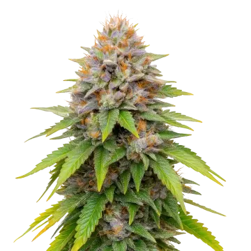 Blueberry Muffin cannabis plant