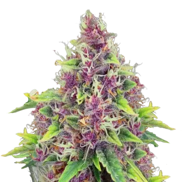Blueberry cannabis plant