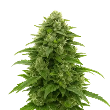 Bruce Banner Auto