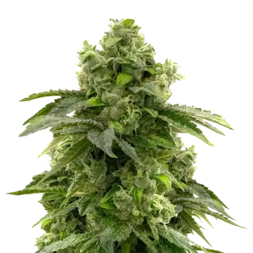 Bruce Banner