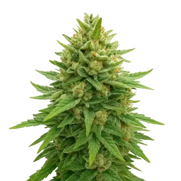 Bubba Kush Auto cannabis plant