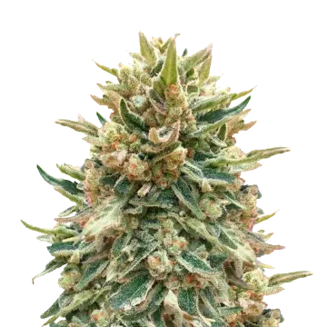 Bubba Kush cannabis plant