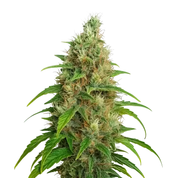 Bubblegum Auto cannabis plant