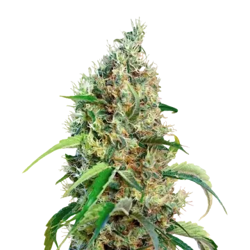 Bubblegum Regular