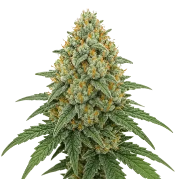 Bubblegum Sherbet Auto cannabis plant
