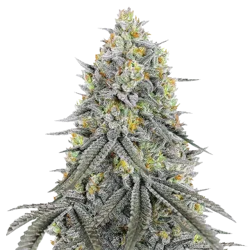 Bubblegum Sherbet