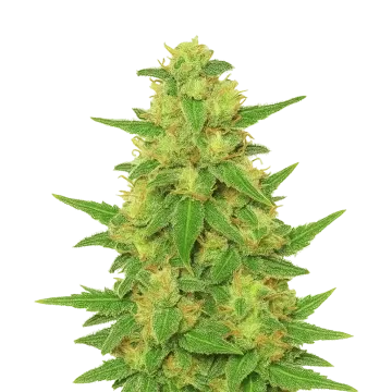 C. Banana Auto