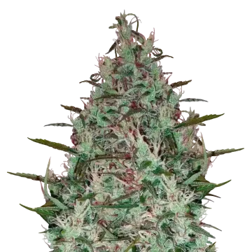 Canadian Haze cannabis plant