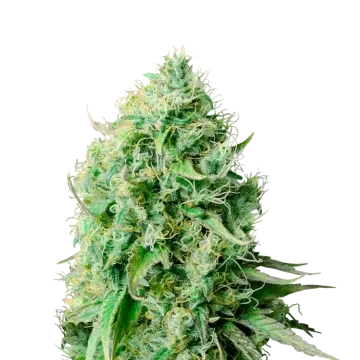 Cannatonic