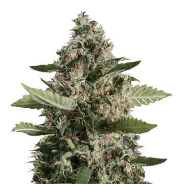 CBD Candida cannabis plant