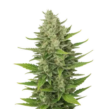 CBD Critical Mass Auto