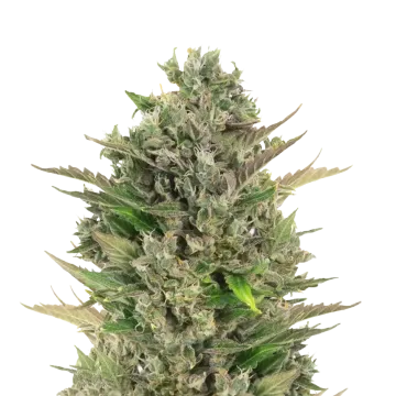 CBD Critical Mass