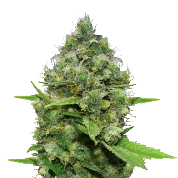 Diesel CBD cannabis plant