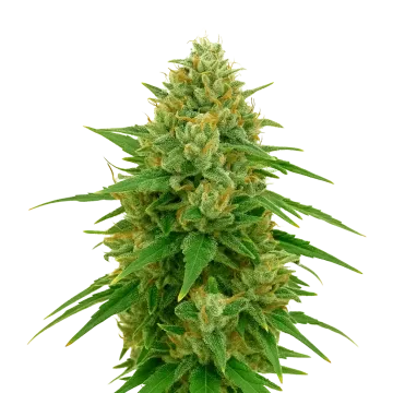 CBD Express Auto