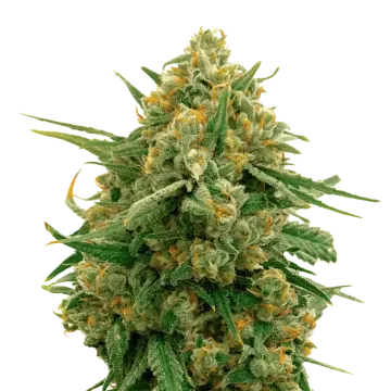 CBD Express