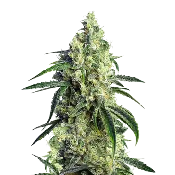 CBD Girl Scout Cookies cannabis plant